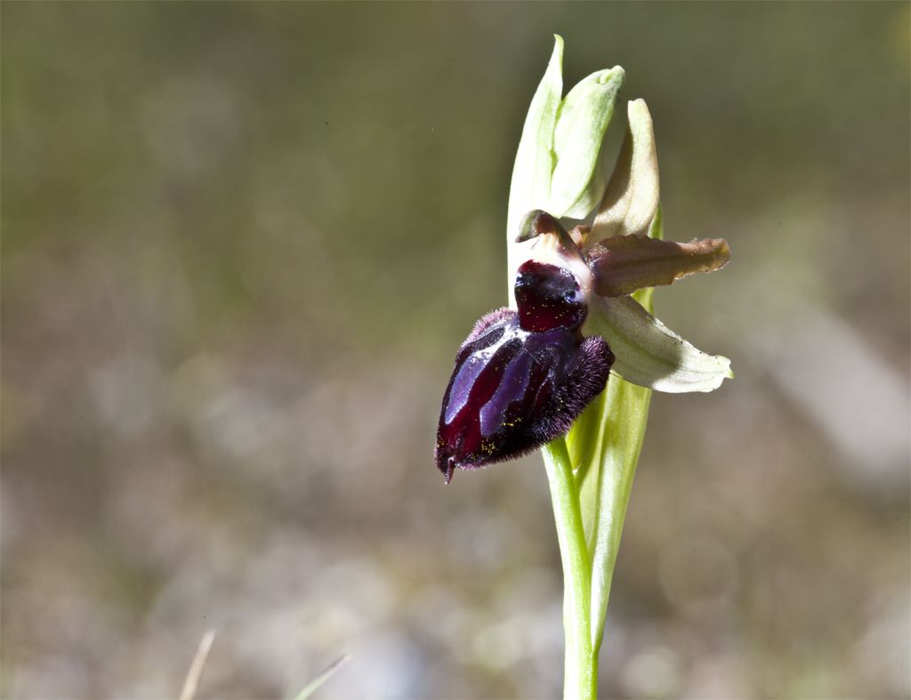 Ophrys murgiana